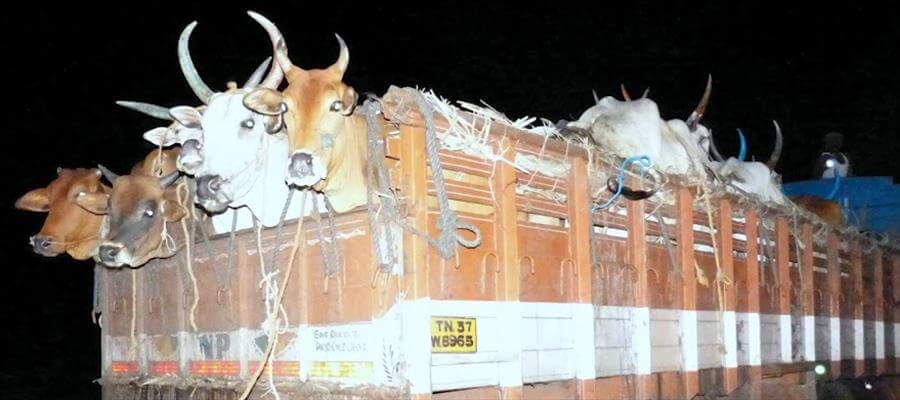 असम में 'हिमंत शो' का असली दांव — क्या 2026 की यह जंग सरमा को दिल्ली दरबार का किंगमेकर बना देगी?